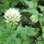 Trifolium pannonicum  - Hongaarse klaver