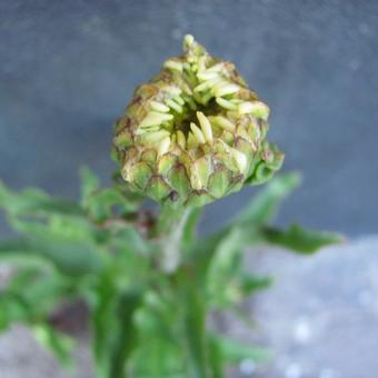 Leucanthemum x superbum 'Victorian Secret'