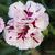 Dianthus plumarius 'Velvet 'n Lace'