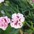 Dianthus plumarius 'Velvet 'n Lace'