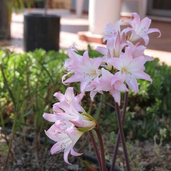 enthousiasme Beschikbaar Afleiding Belladonnalelie - Amaryllis belladonna