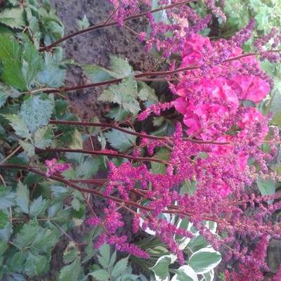 Pluimspirea - Astilbe chinensis 'Vision in Red'
