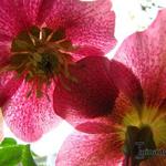 Helleborus orientalis 'Joy Hybrids' - Nieskruid