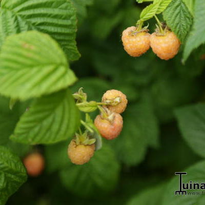 Gele framboos, Herfstframboos - Rubus idaeus 'Fallgold'