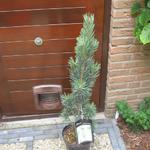 Pinus sylvestris 'Fastigiata' - Grove den