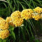 Buddleja x weyeriana 'Honeycomb' - Vlinderstruik