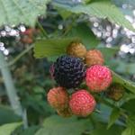 Rubus occidentalis 'Black Jewel' - Zwarte framboos - Rubus occidentalis 'Black Jewel'
