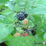 Rubus occidentalis - Zwarte framboos