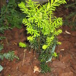 Taxus media ‘Hicksii’ - Venijnboom
