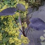 Colocasia esculenta 'Black Magic' - Olifantenoor