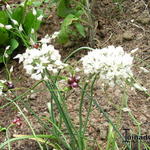 Allium amplectens - Sierui, sierlook