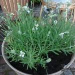 Lavandula angustifolia 'Nana Alba' - Lavendel