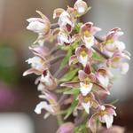 Epipactis palustris - Orchidee