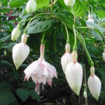 Fuchsia 'Annabel' - Bellenplant