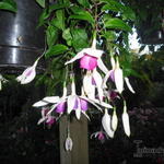 Fuchsia 'Windhapper' - Bellenplant