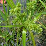 Cyperus alternifolius - Parapluplant - Cyperus alternifolius