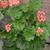 Pelargonium x hortorum 'Patricia Andrea'