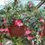 Fuchsia 'New Fascination'