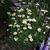 Leucanthemum x superbum  'Silberprinzesschen'