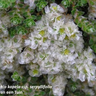 Paronychia kapela ssp. serpyllifolia