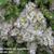 Paronychia kapela ssp. serpyllifolia