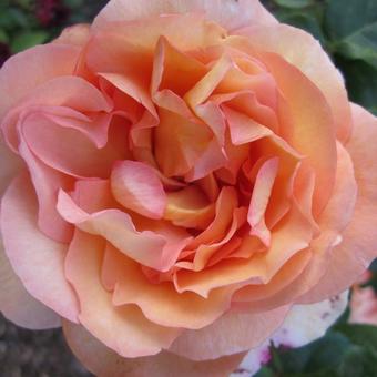 Rosa 'Passiflora'