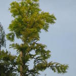 Metasequoia glyptostroboides 'Goldrush' - Watercypres
