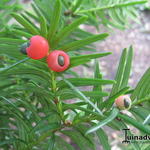 Taxus cuspidata  - Japanse venijnboom
