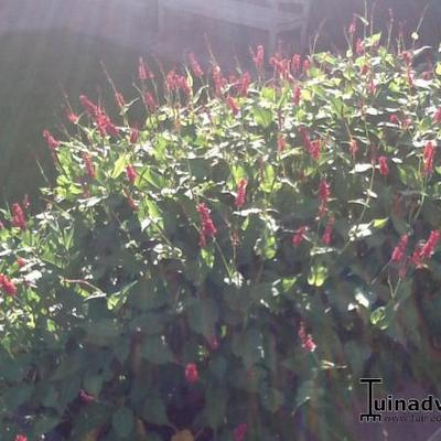 Duizendknoop - Persicaria amplexicaulis 'Red Baron'