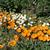 Eschscholzia californica