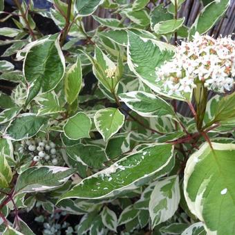 Cornus alba 'Elegantissima'