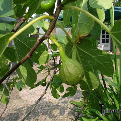 Ficus carica 'Brown Turkey' - Vijg