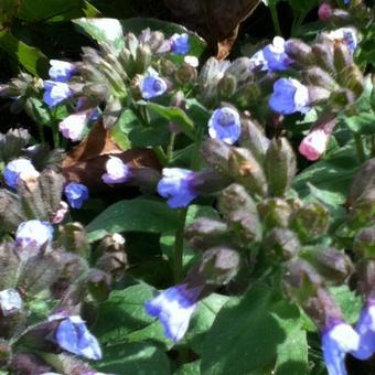 Pulmonaria officinalis