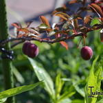 Prunus cerasifera 'Trailblazer' - Kerspruim