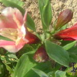Alstroemeria 'INCA Sweety' - Incalelie