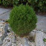 Thuja occidentalis 'Teddy' - Westers levensboom