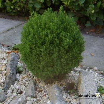 Westers levensboom - Thuja occidentalis 'Teddy'