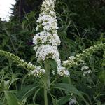 Buddleja davidii 'White Bouquet' - Vlinderstruik