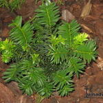Taxus cuspidata var. nana - Japanse venijnboom