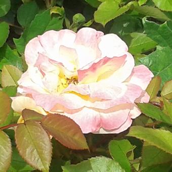 Rosa 'Apricot Queen Elizabeth'