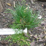 Pinus cembra - Alpenden, Arveden
