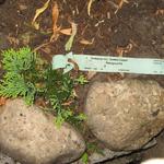 Juniperus horizontalis 'Golden Carpet' - Kruipende jeneverbes