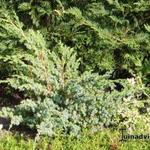 Juniperus chinensis ‘Blue Alps’ - Chinese jeneverbes - Juniperus chinensis ‘Blue Alps’