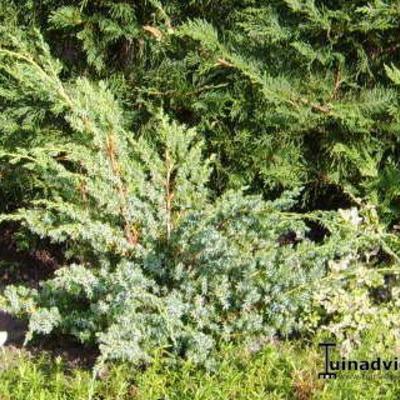 Chinese jeneverbes - Juniperus chinensis ‘Blue Alps’