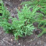 Juniperus horizontalis 'Andorra Compact' - Jeneverbes