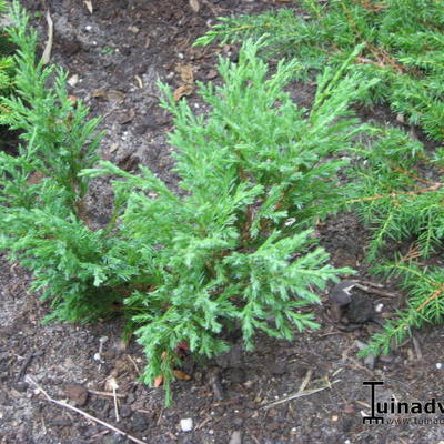 Jeneverbes - Juniperus horizontalis 'Andorra Compact'