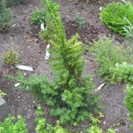 Taxus baccata 'Goud Elsje' - Venijnboom