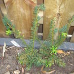 Taxus baccata 'Höpkens Gigant' - Venijnboom