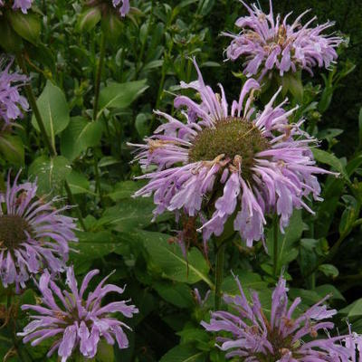Bergamotplant - Monarda 'Elsie's Lavender'