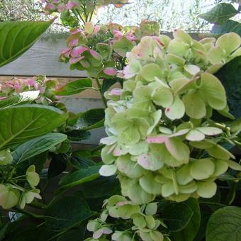 Hydrangea macrophylla 'Teller White'